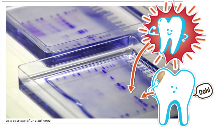 Toothy Protein Experiment Picture Toothy Protein Experiment Picture